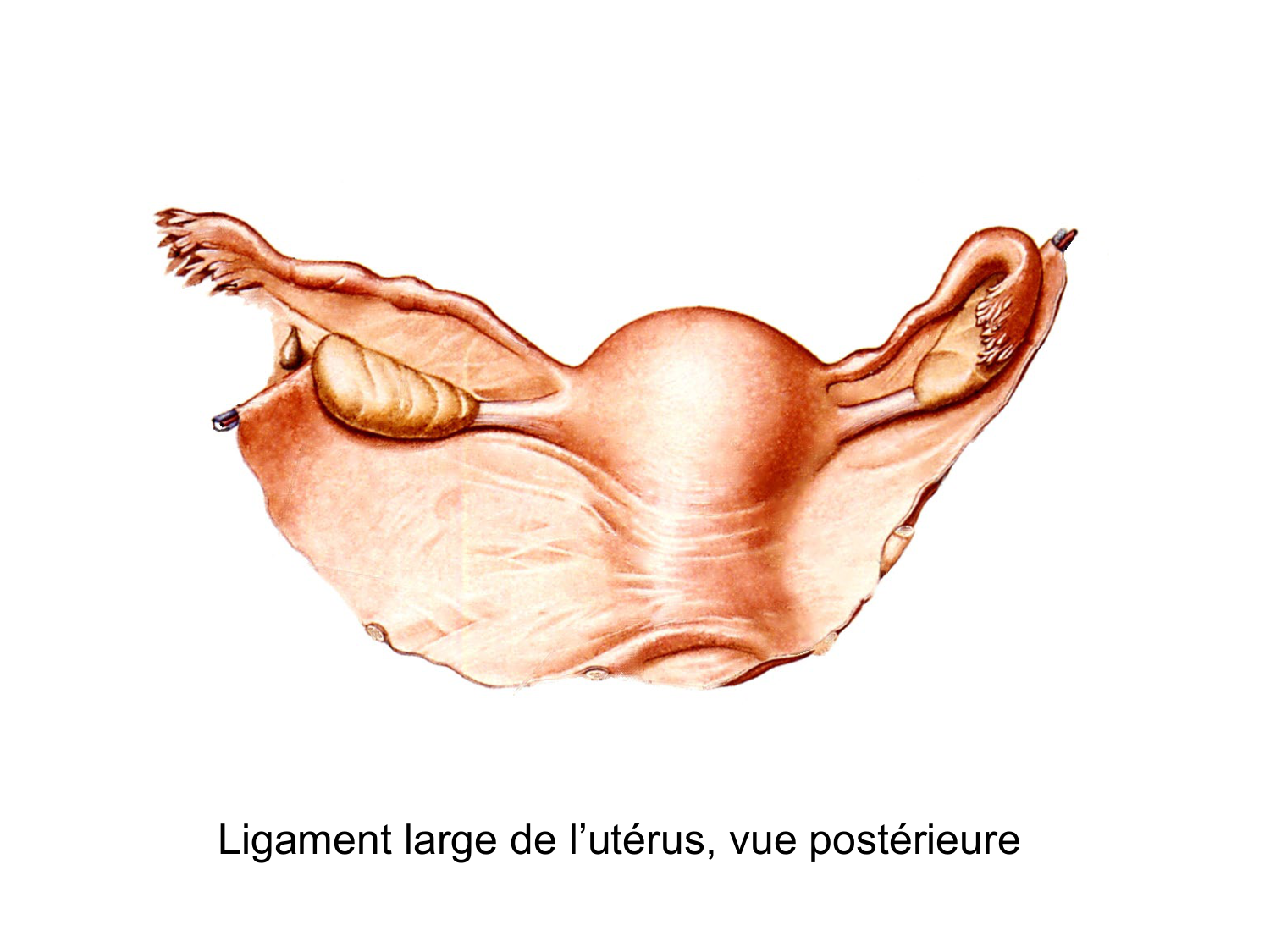 Splanchnologie generale; Pelvis-Perinée système reproducteur (homme et femme)1 page 94