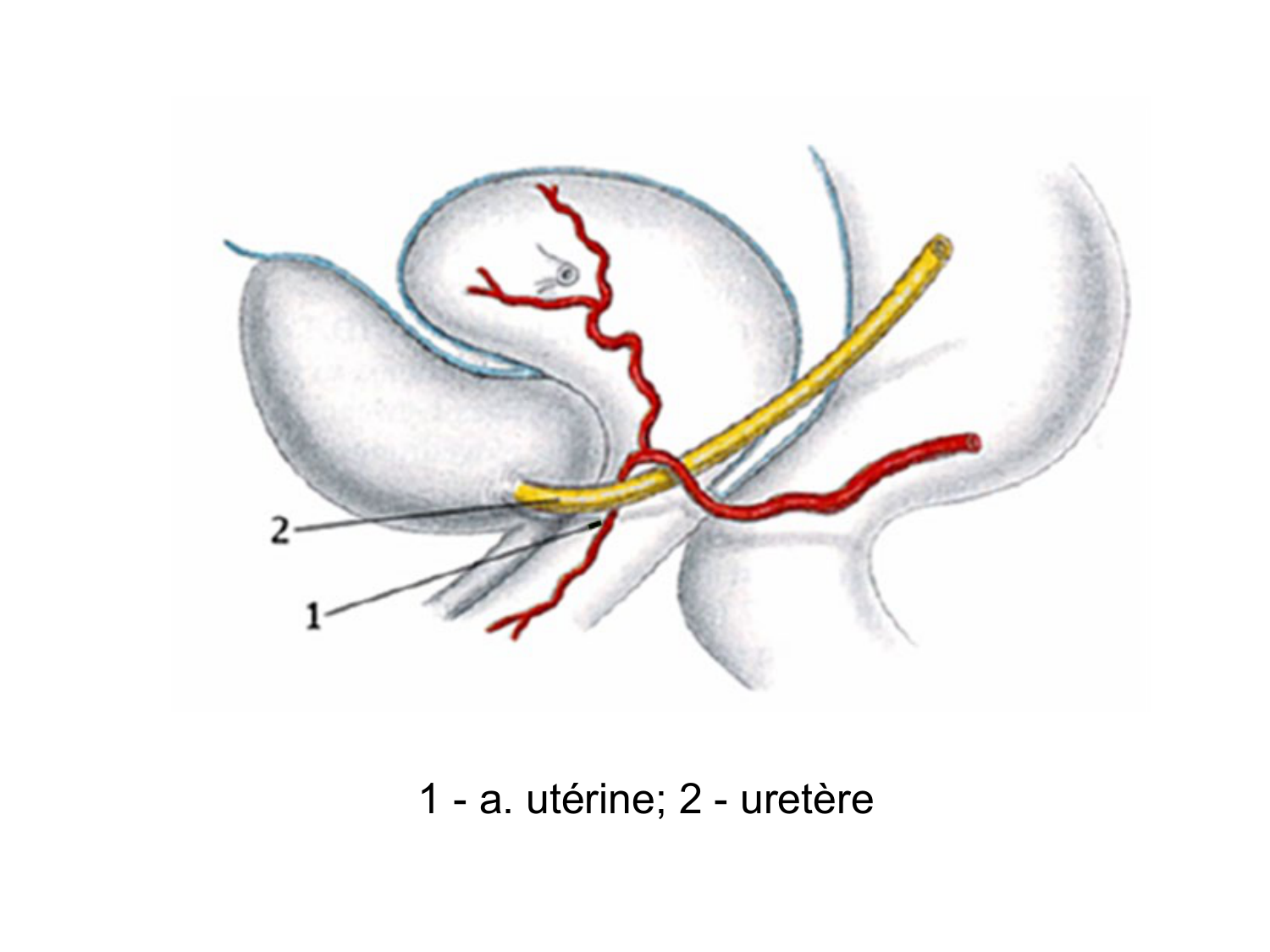 Splanchnologie generale; Pelvis-Perinée système reproducteur (homme et femme)1 page 95