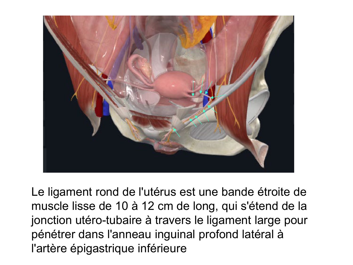 Splanchnologie generale; Pelvis-Perinée système reproducteur (homme et femme)1 page 97