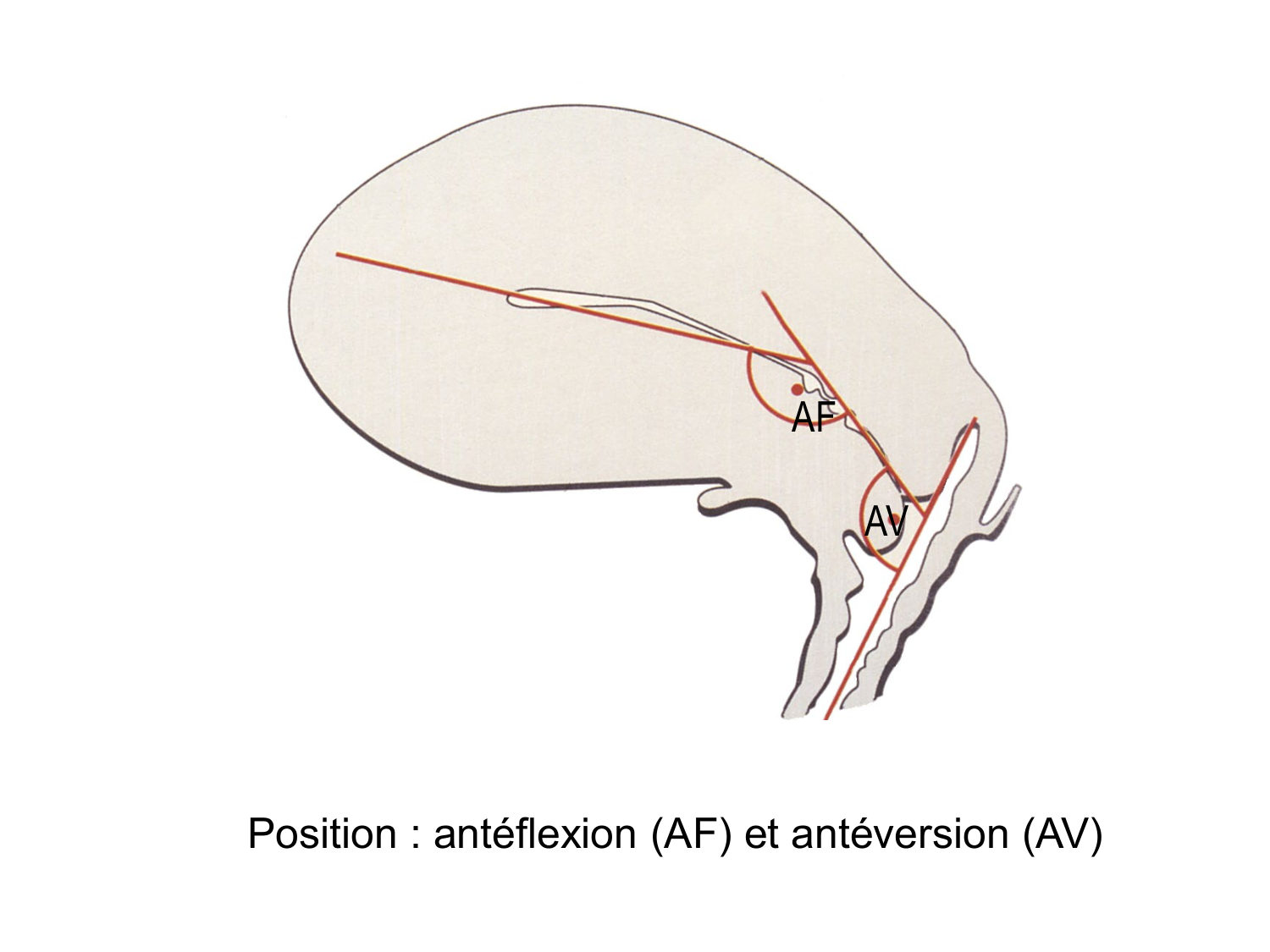 Splanchnologie generale; Pelvis-Perinée système reproducteur (homme et femme)1 page 105