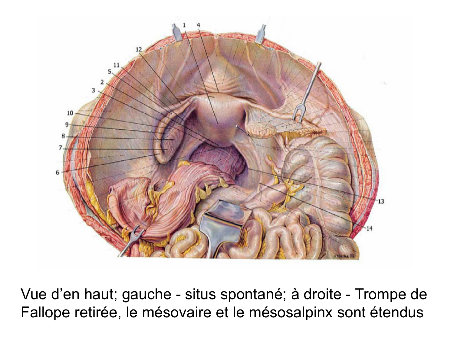 Splanchnologie generale; Pelvis-Perinée système reproducteur (homme et femme)1 page 108