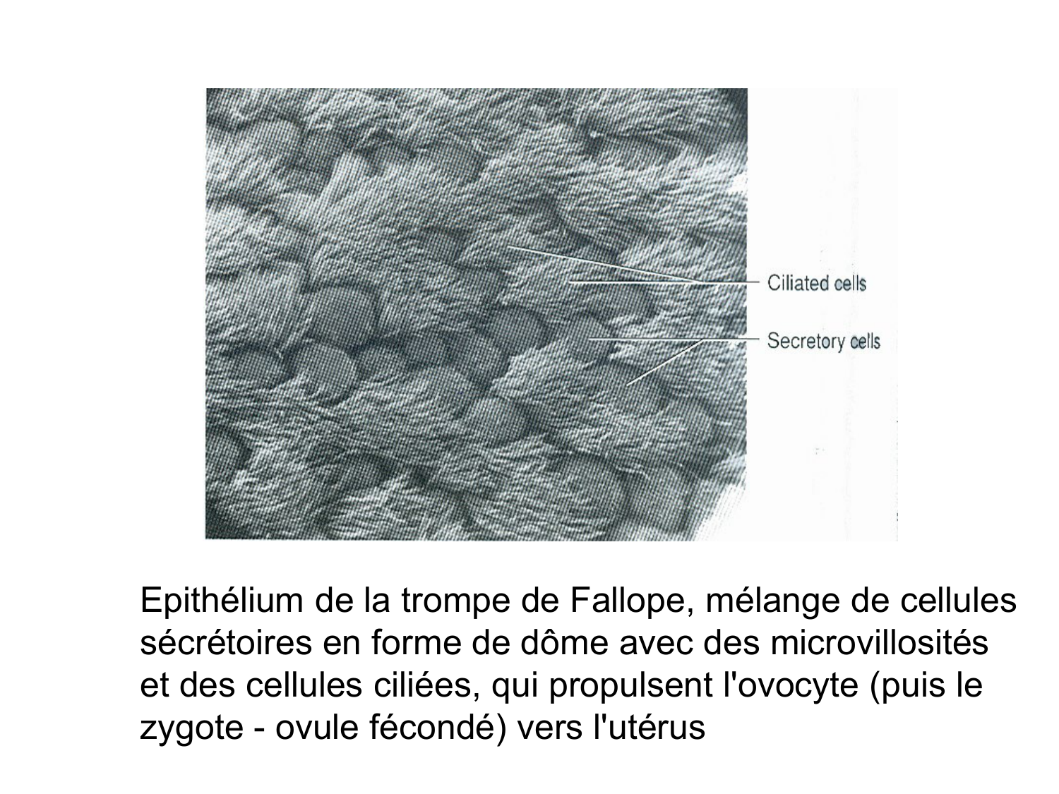 Splanchnologie generale; Pelvis-Perinée système reproducteur (homme et femme)1 page 110