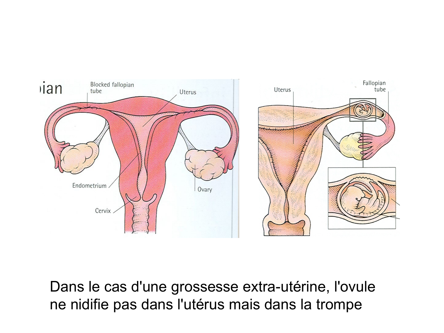 Splanchnologie generale; Pelvis-Perinée système reproducteur (homme et femme)1 page 112