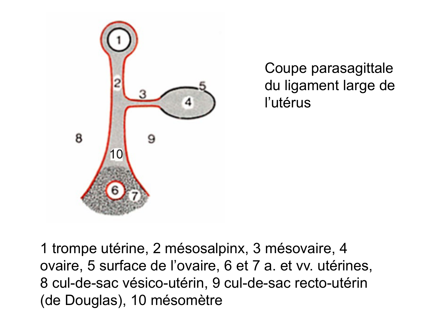 Splanchnologie generale; Pelvis-Perinée système reproducteur (homme et femme)1 page 118