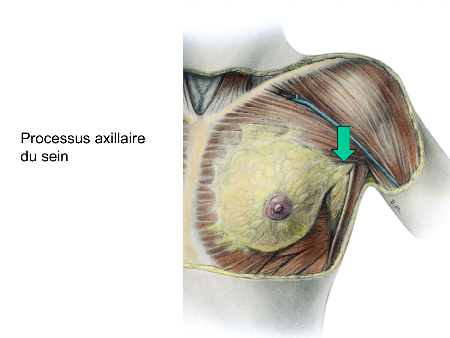 Splanchnologie generale; Pelvis-Perinée système reproducteur (homme et femme)1 page 124