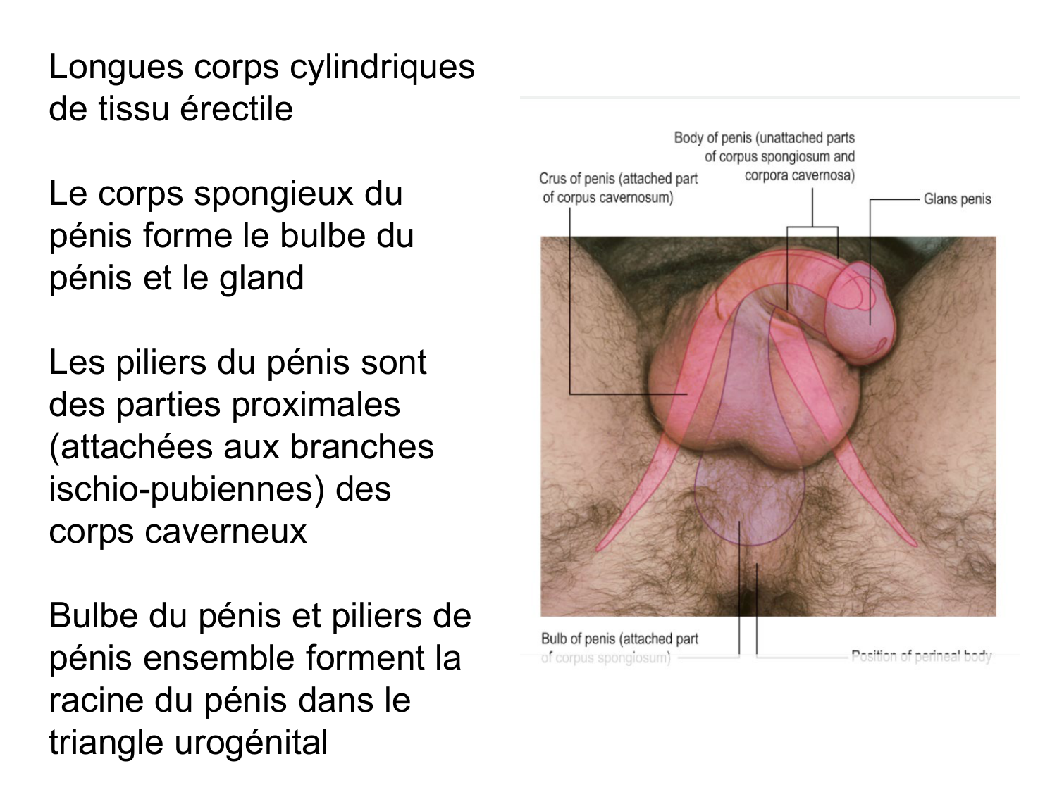 Splanchnologie generale; Pelvis-Perinée système reproducteur (homme et femme)1 page 134