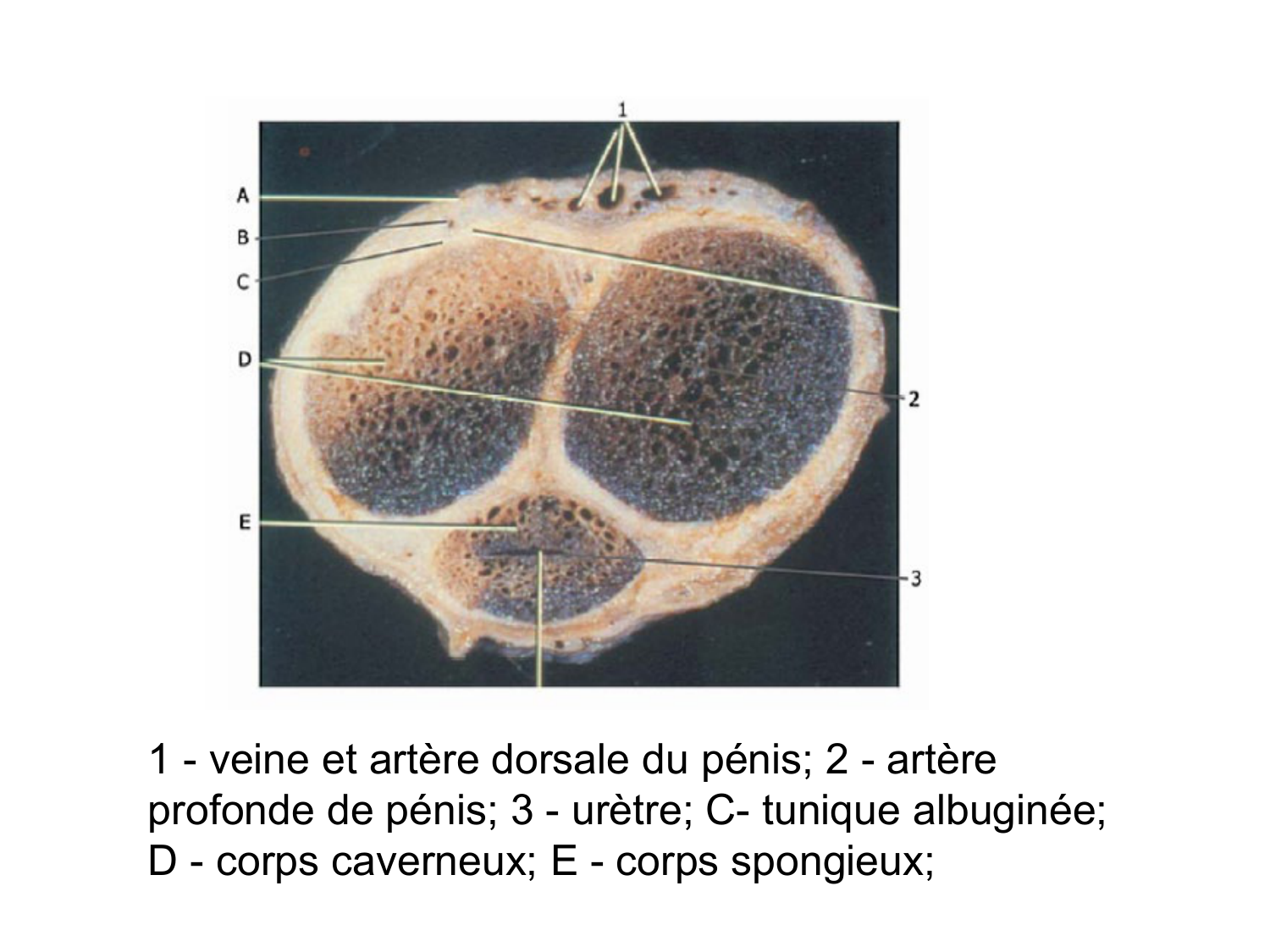 Splanchnologie generale; Pelvis-Perinée système reproducteur (homme et femme)1 page 135