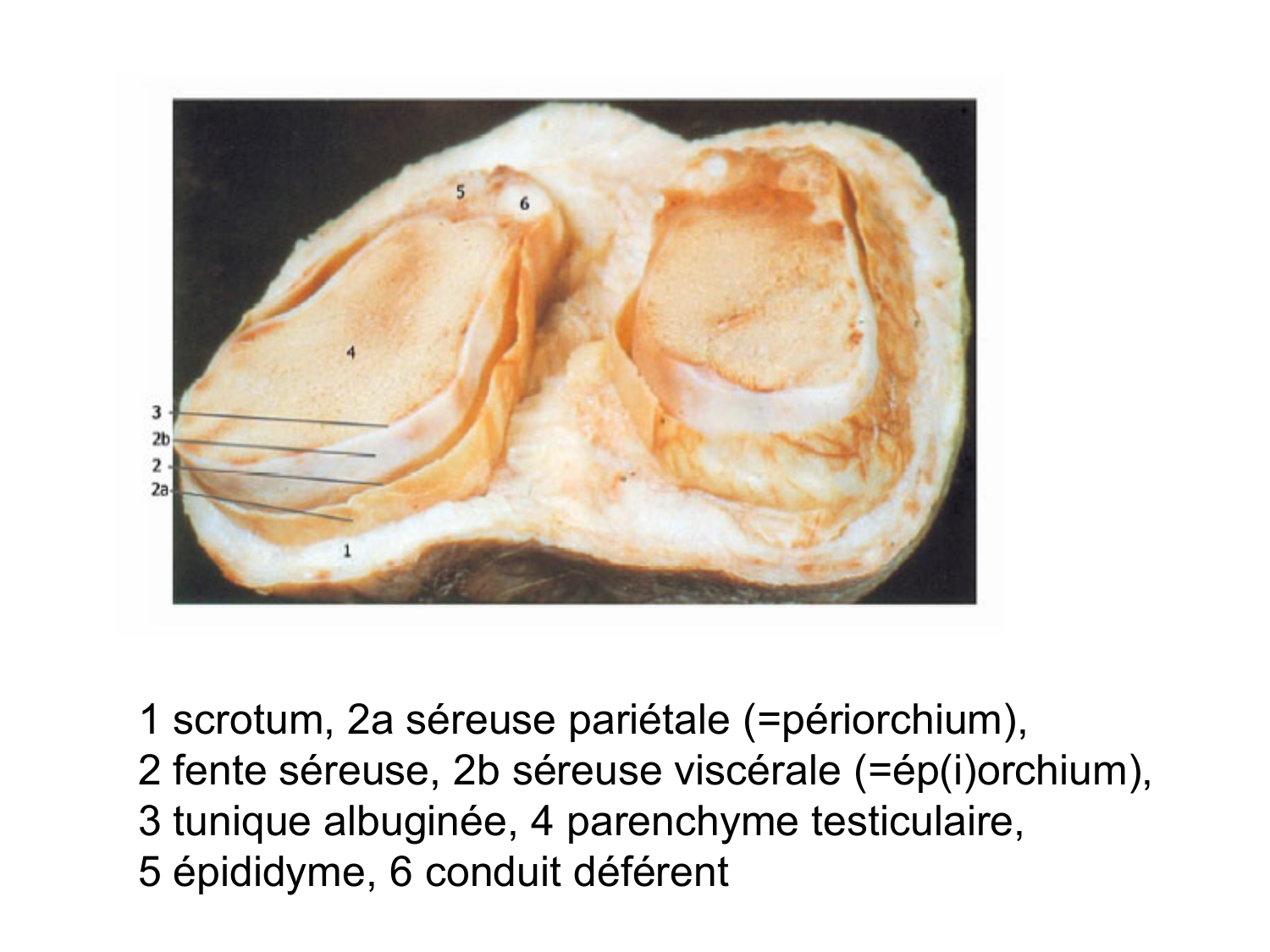 Splanchnologie generale; Pelvis-Perinée système reproducteur (homme et femme)1 page 143