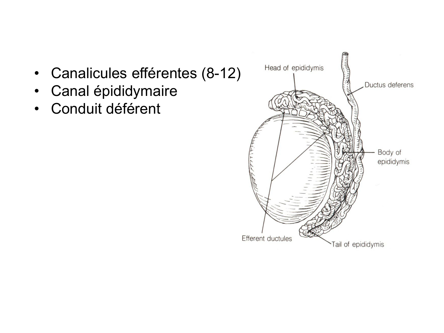 Splanchnologie generale; Pelvis-Perinée système reproducteur (homme et femme)1 page 149