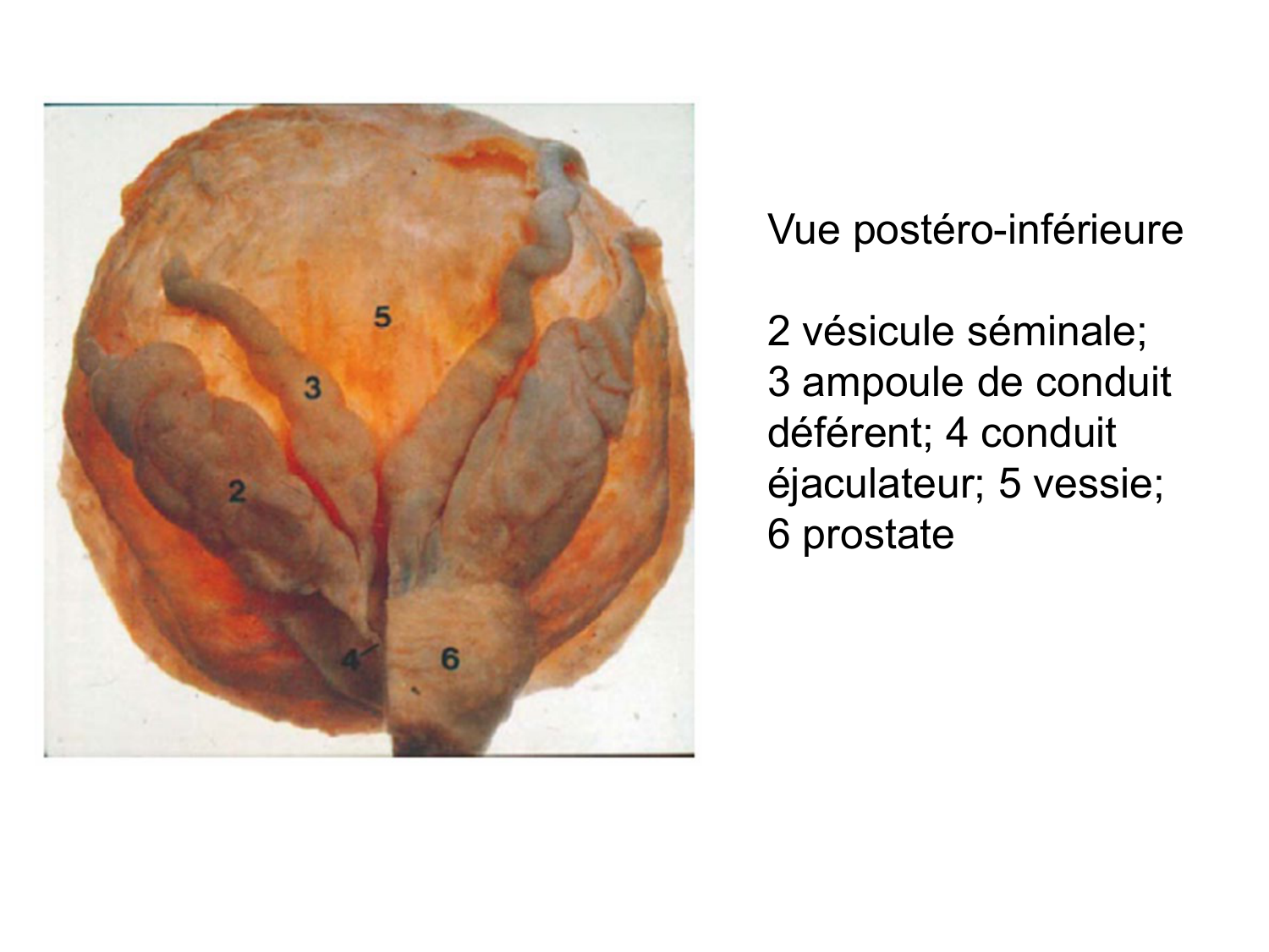 Splanchnologie generale; Pelvis-Perinée système reproducteur (homme et femme)1 page 158