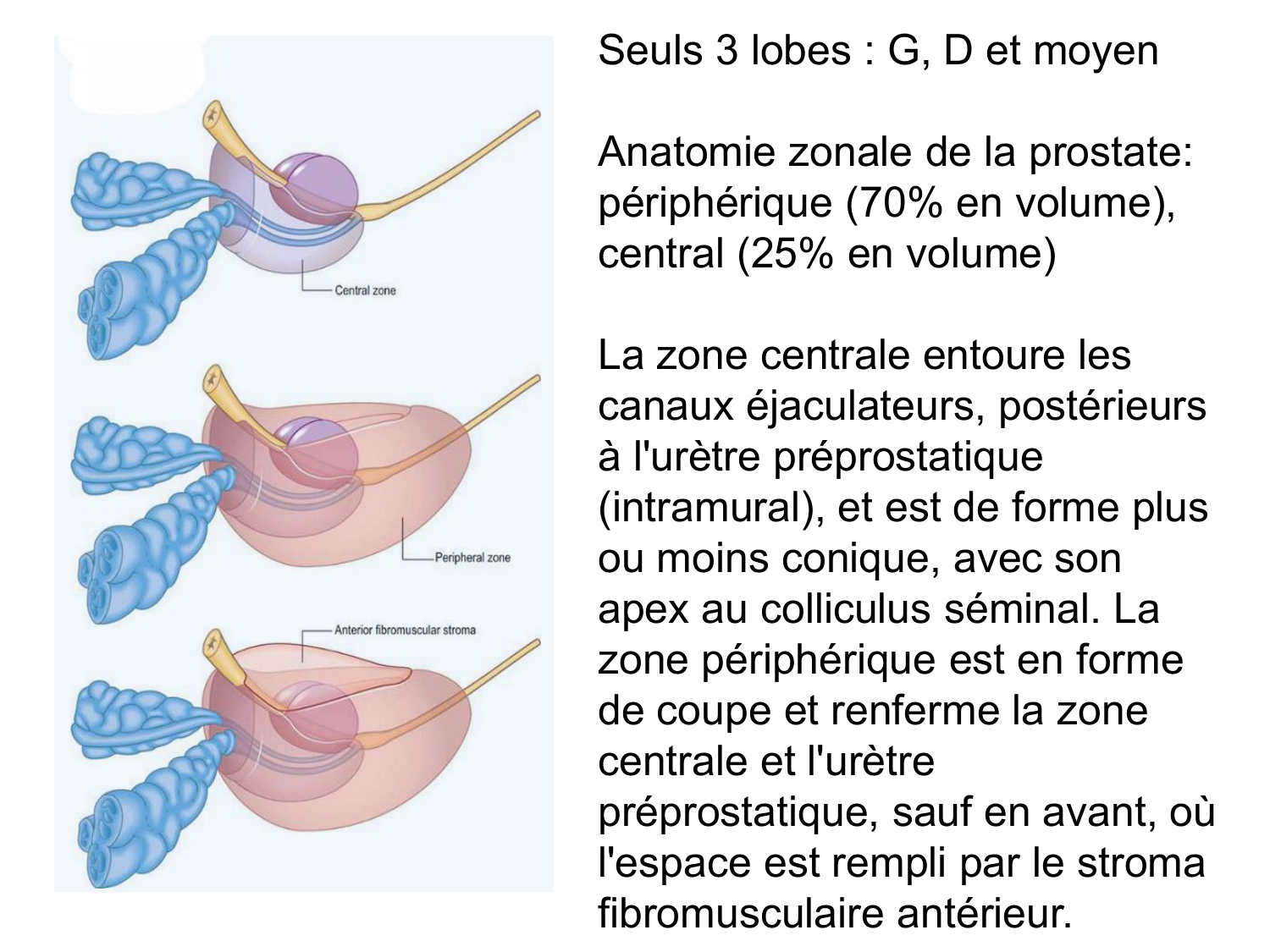 Splanchnologie generale; Pelvis-Perinée système reproducteur (homme et femme)1 page 162