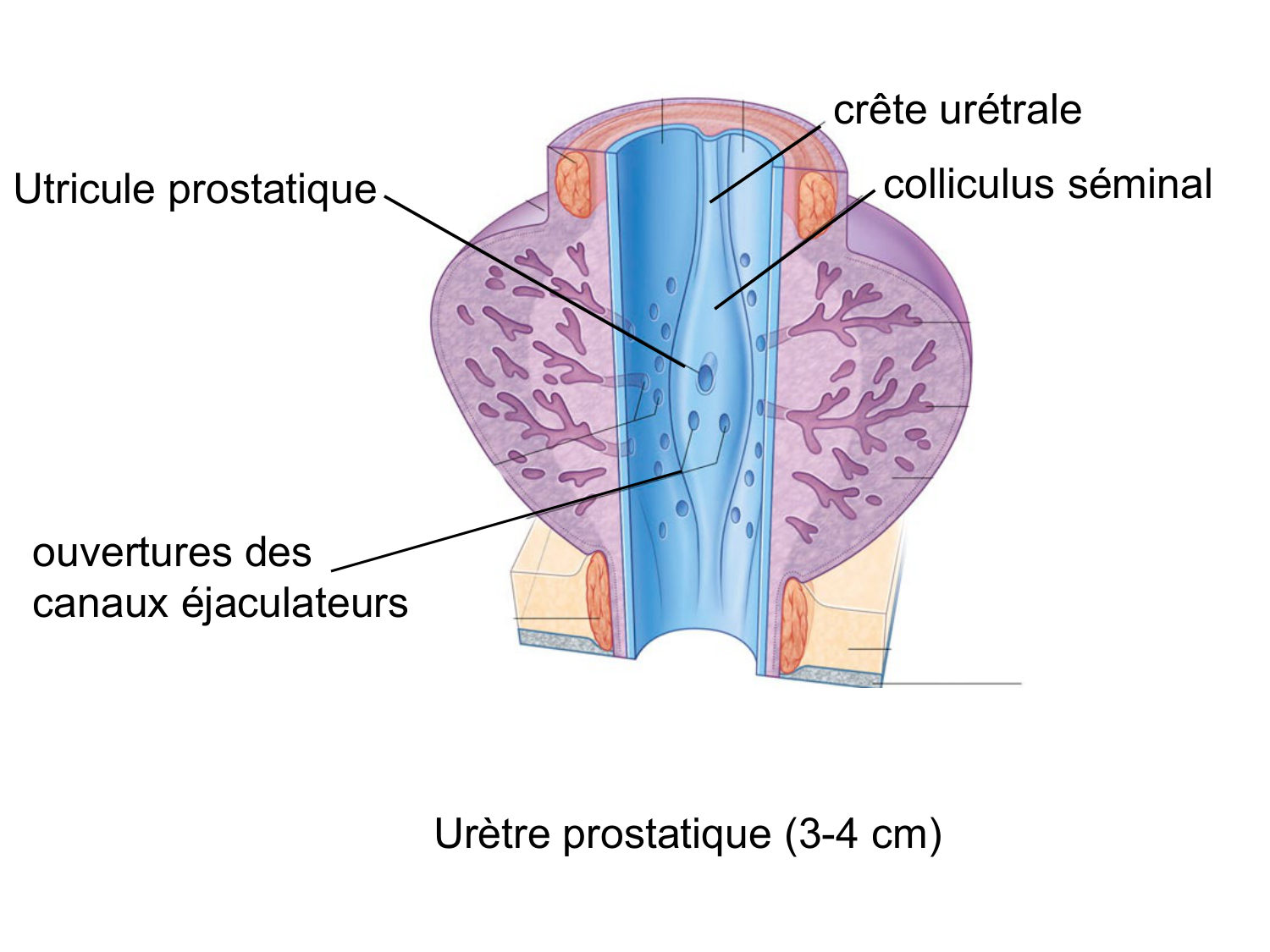 Splanchnologie generale; Pelvis-Perinée système reproducteur (homme et femme)1 page 163