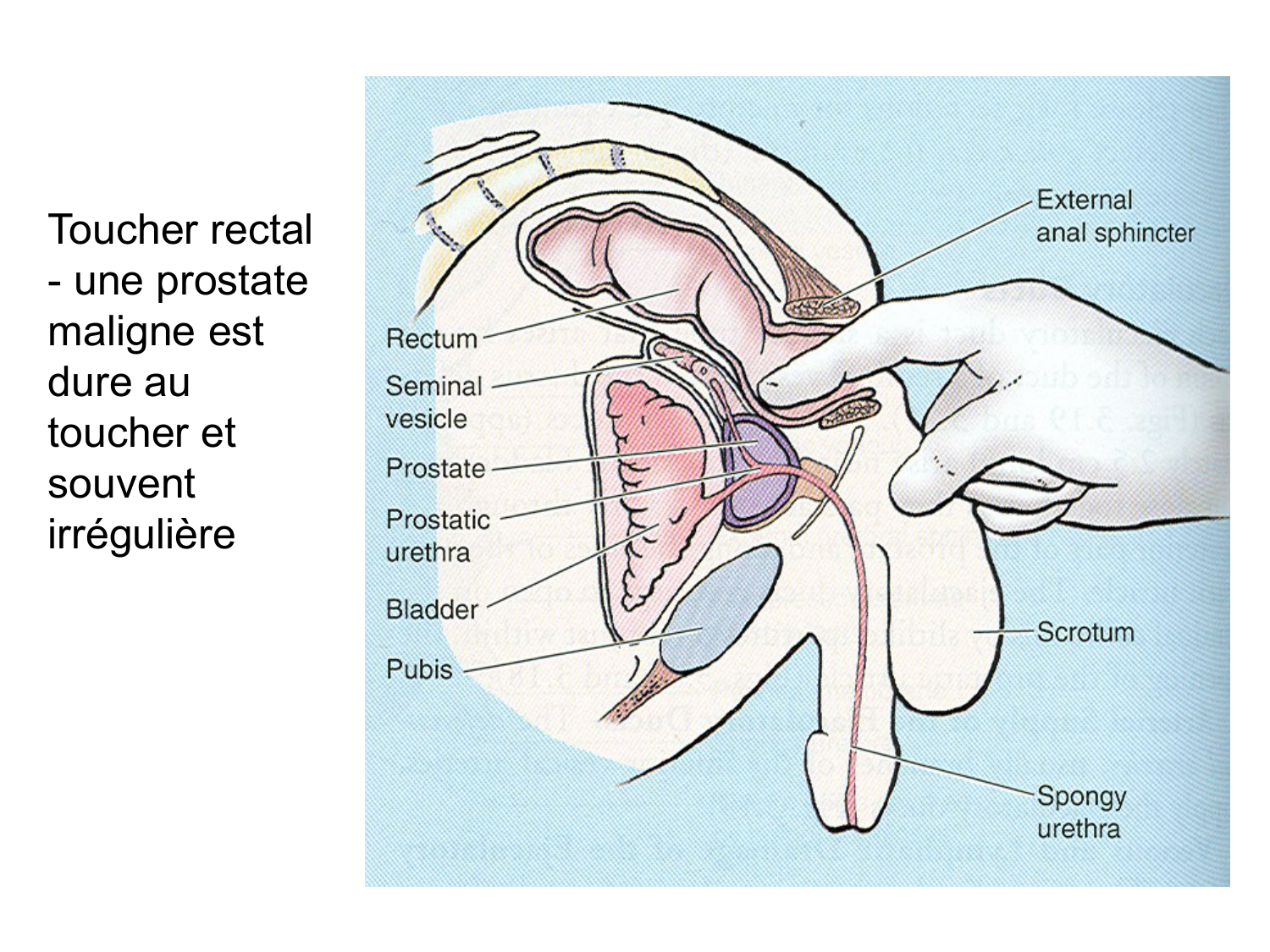 Splanchnologie generale; Pelvis-Perinée système reproducteur (homme et femme)1 page 167
