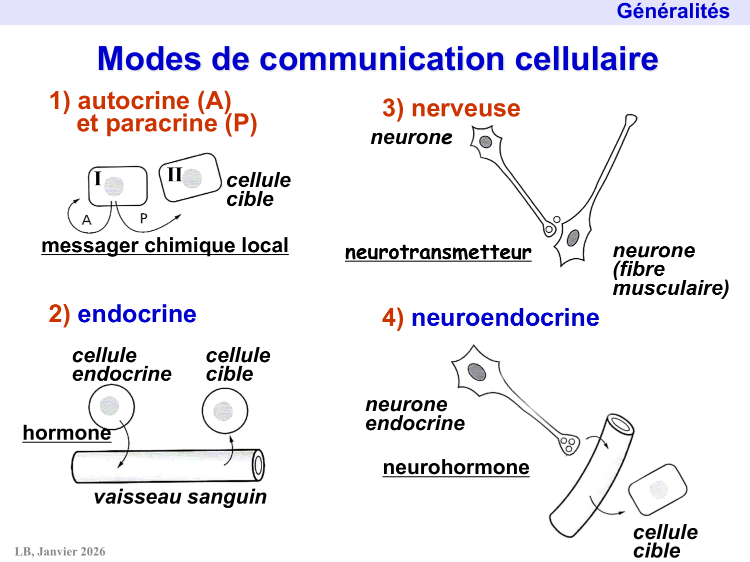 Système hypothalamo-hypophysaire page 6