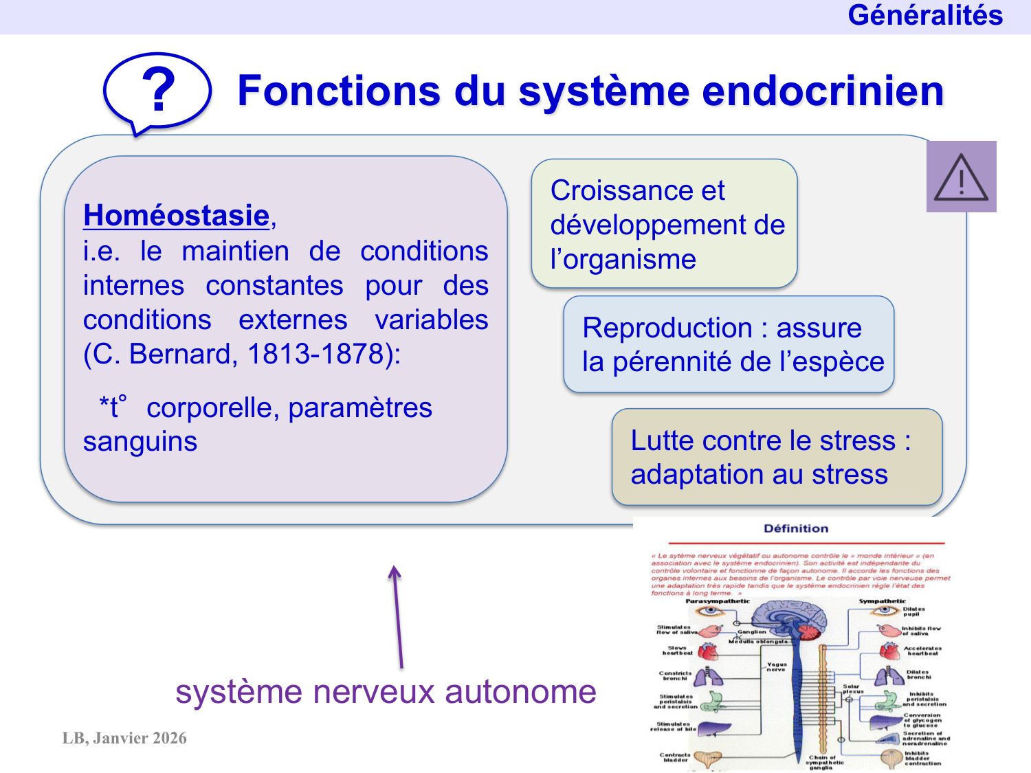 Système hypothalamo-hypophysaire page 8