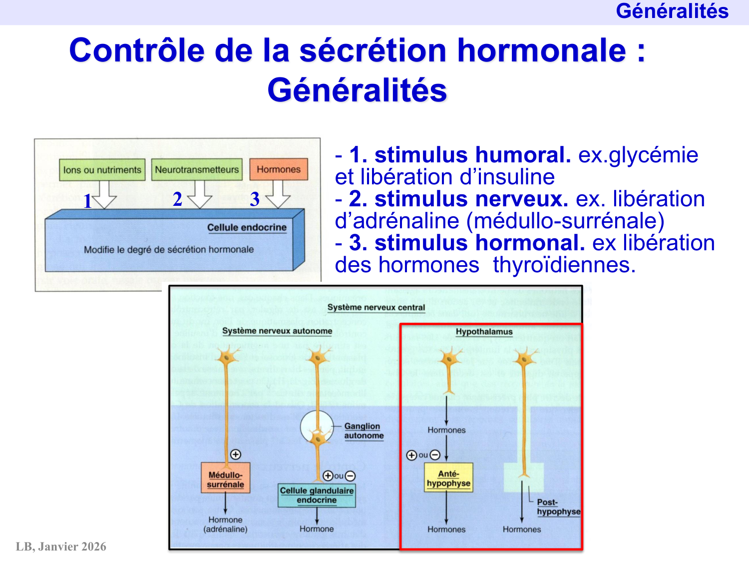 Système hypothalamo-hypophysaire page 11