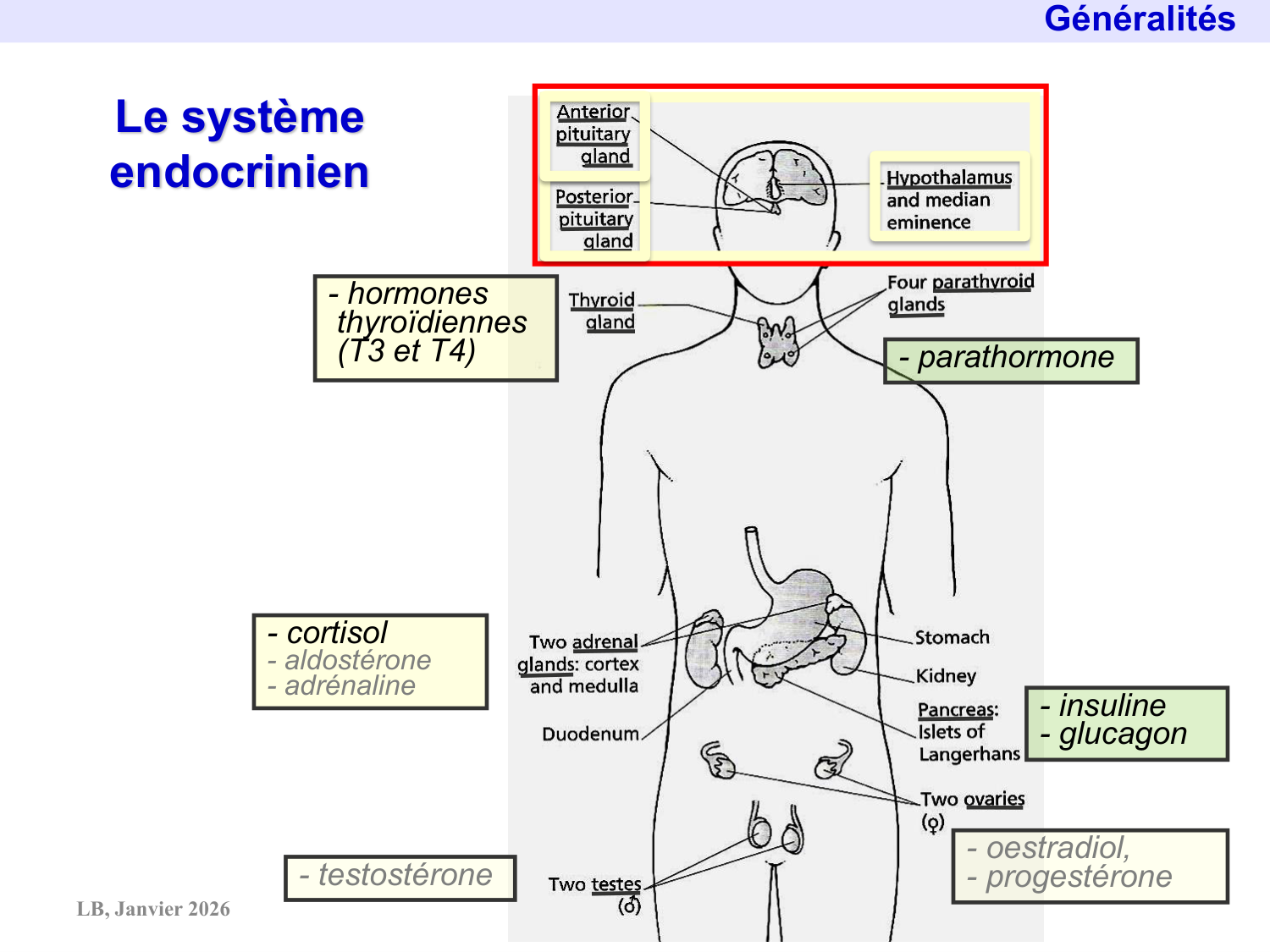 Système hypothalamo-hypophysaire page 12