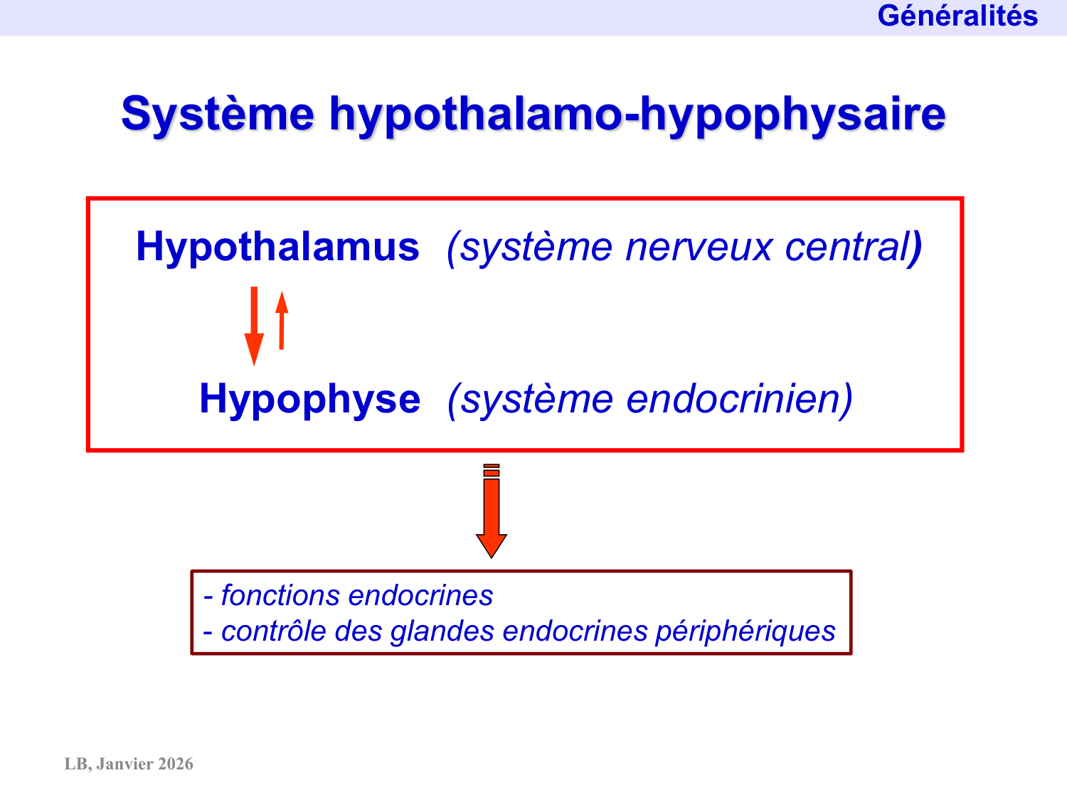 Système hypothalamo-hypophysaire page 13