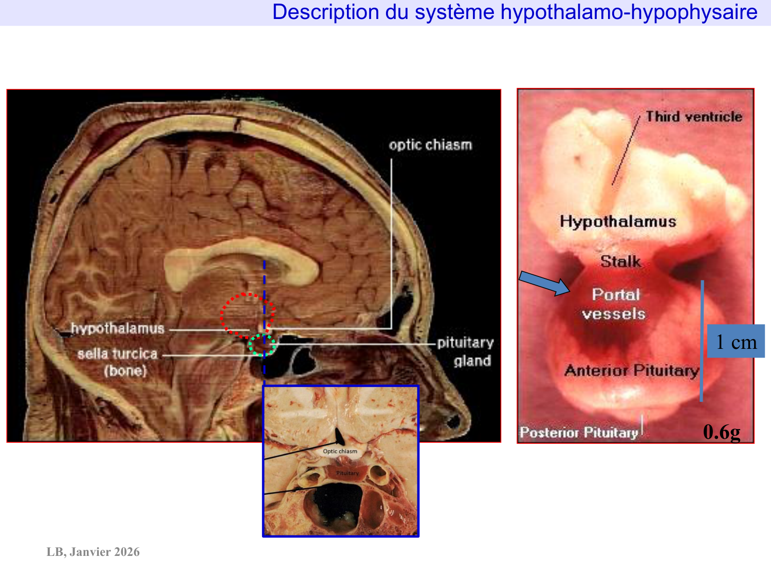 Système hypothalamo-hypophysaire page 15