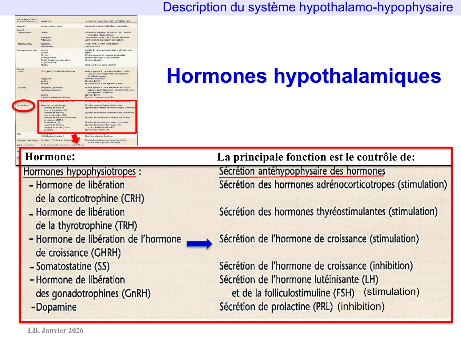 Système hypothalamo-hypophysaire page 16