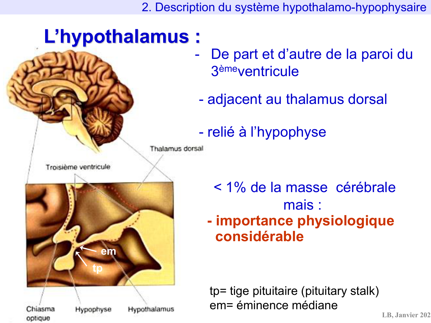 Système hypothalamo-hypophysaire page 18