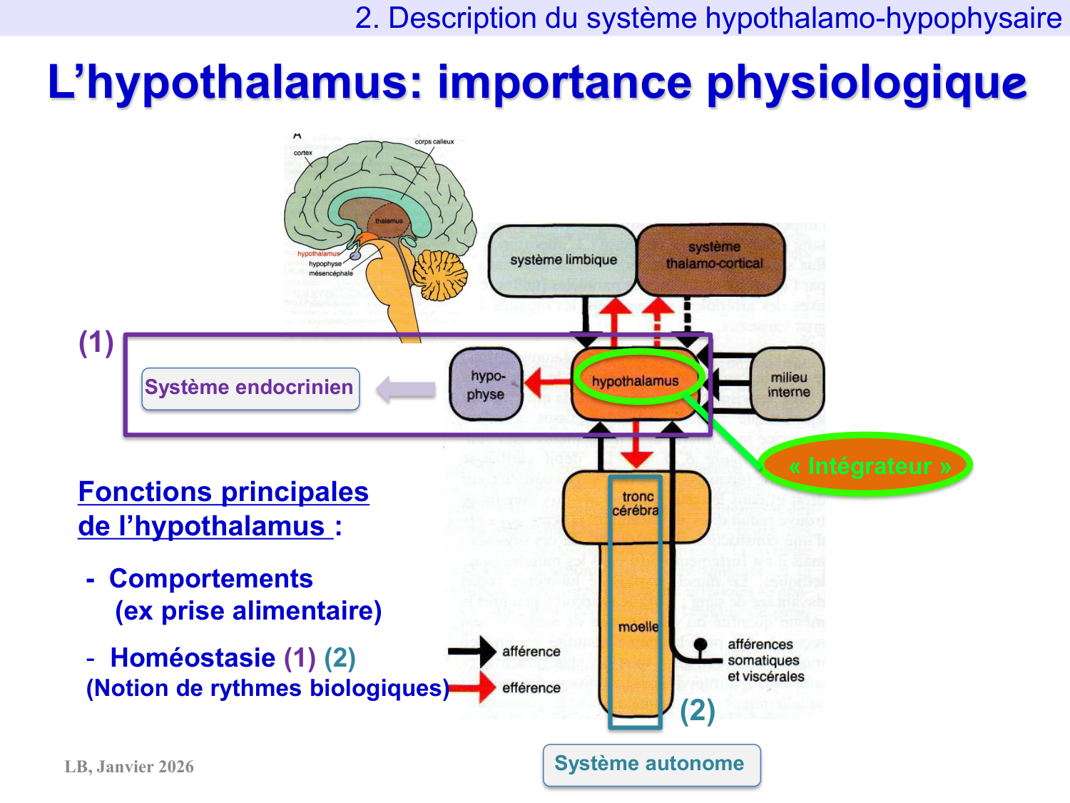 Système hypothalamo-hypophysaire page 19