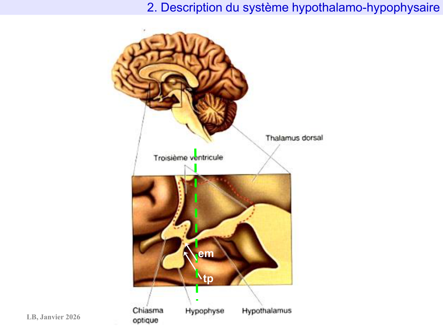 Système hypothalamo-hypophysaire page 20