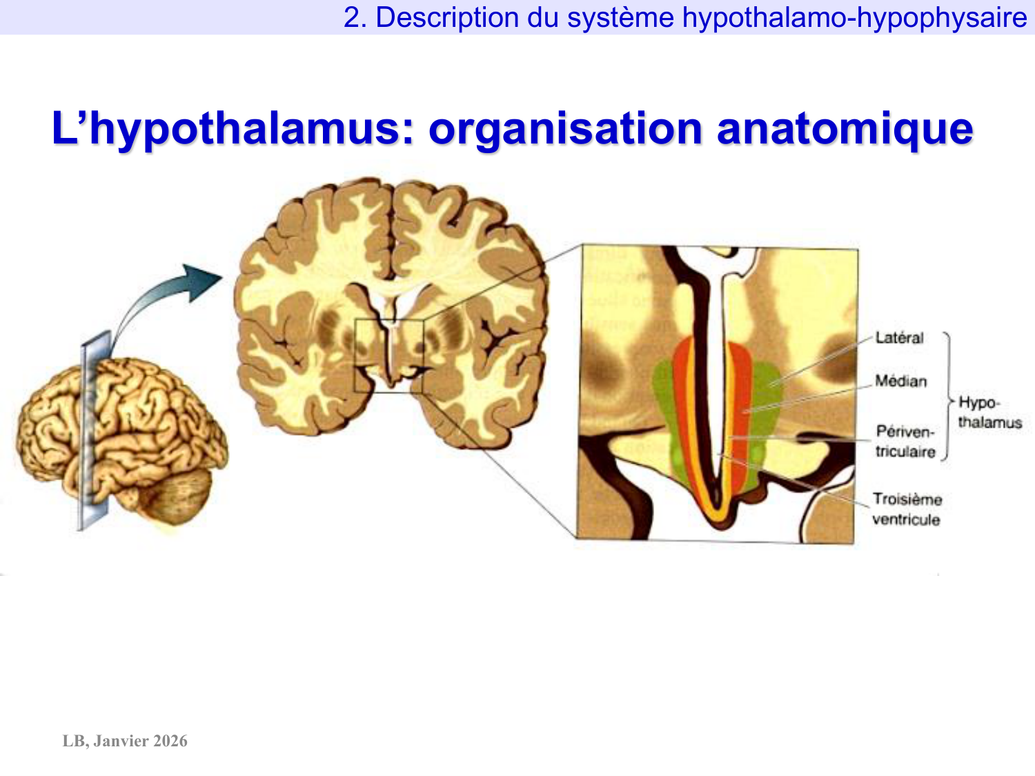 Système hypothalamo-hypophysaire page 21