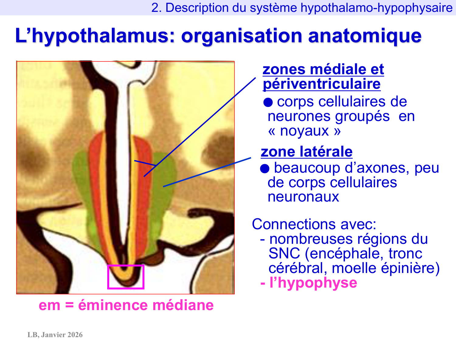Système hypothalamo-hypophysaire page 22