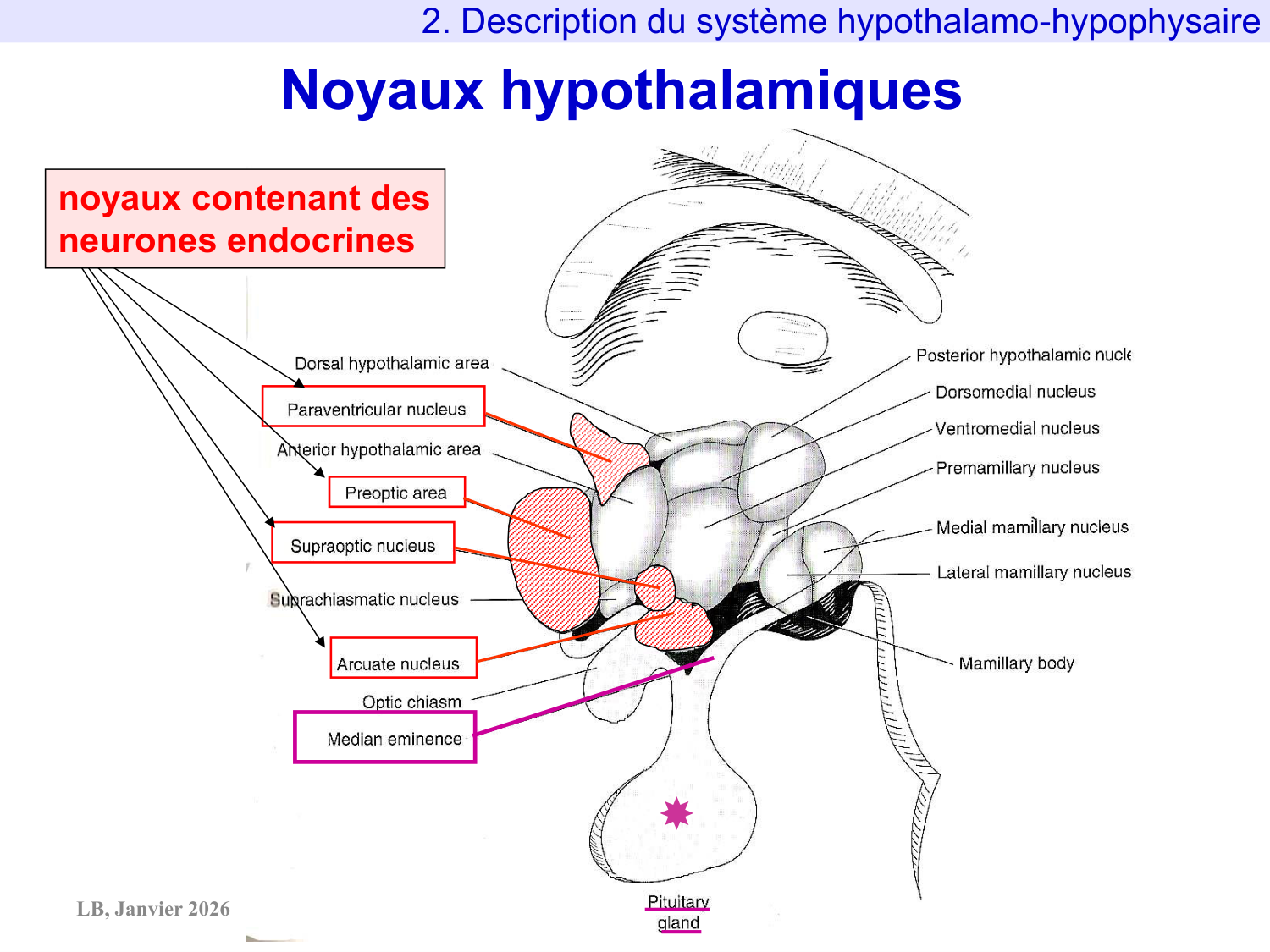 Système hypothalamo-hypophysaire page 23