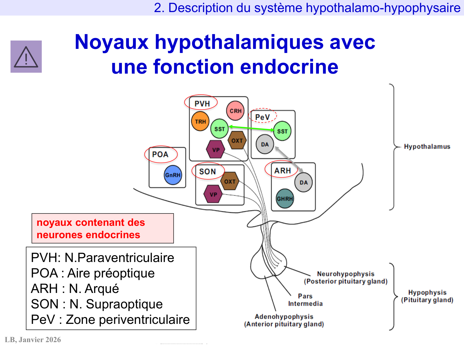 Système hypothalamo-hypophysaire page 24