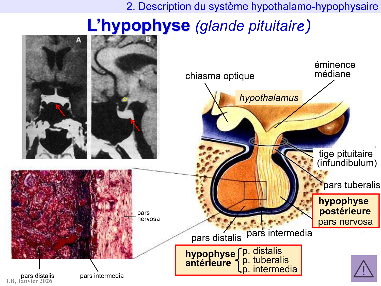 Système hypothalamo-hypophysaire page 25
