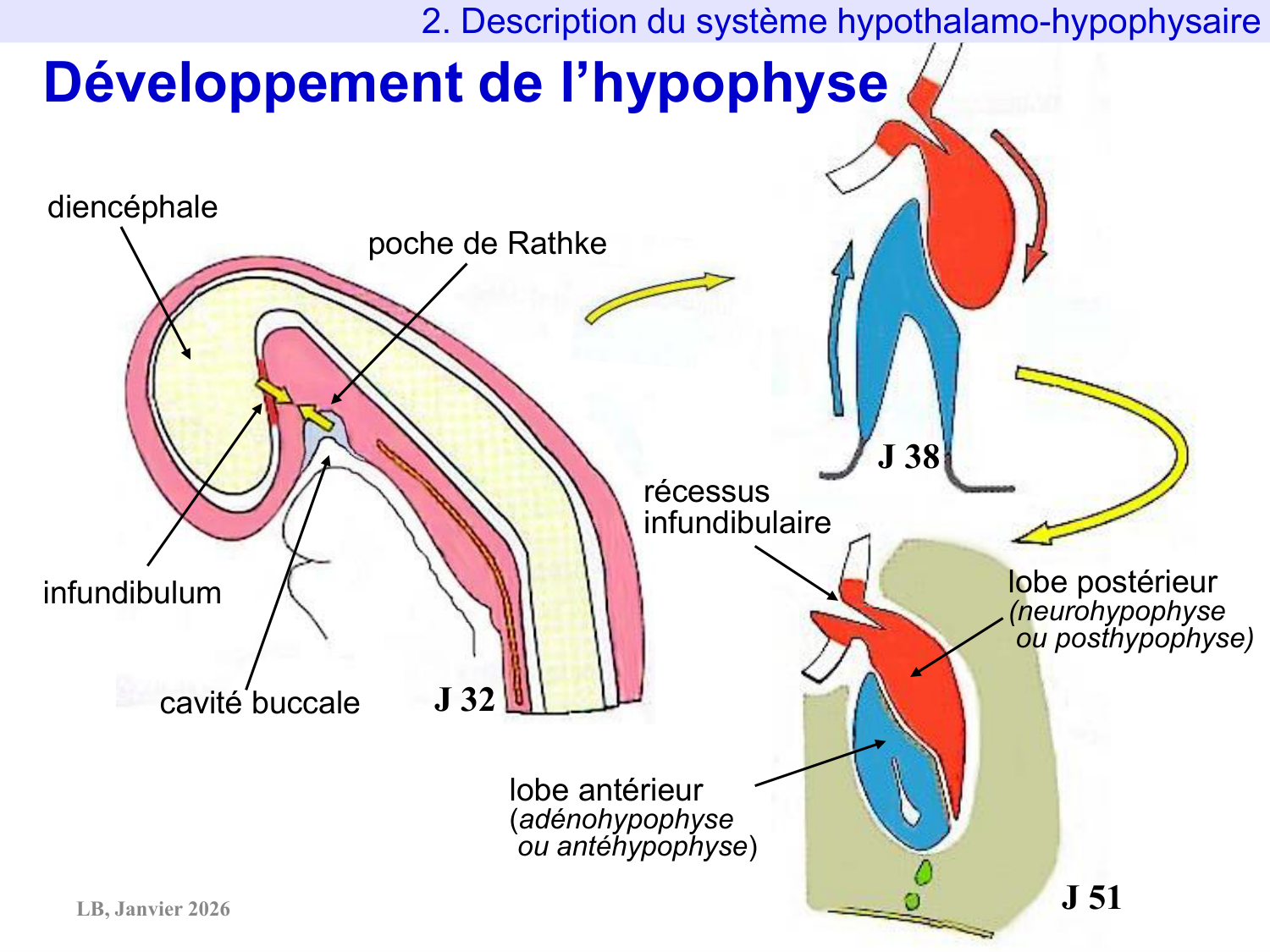 Système hypothalamo-hypophysaire page 26