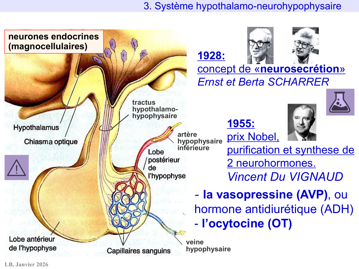 Système hypothalamo-hypophysaire page 28