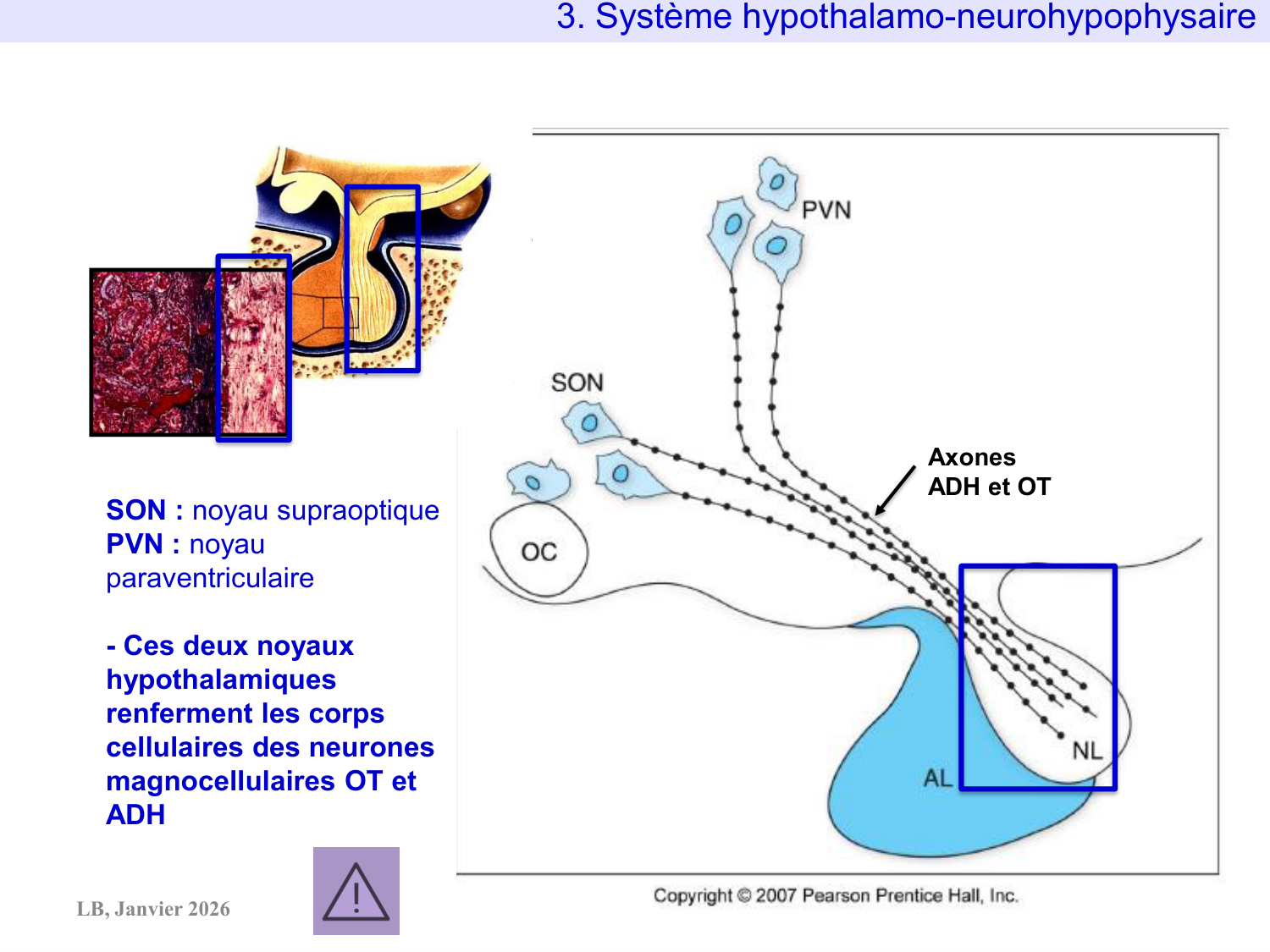 Système hypothalamo-hypophysaire page 29