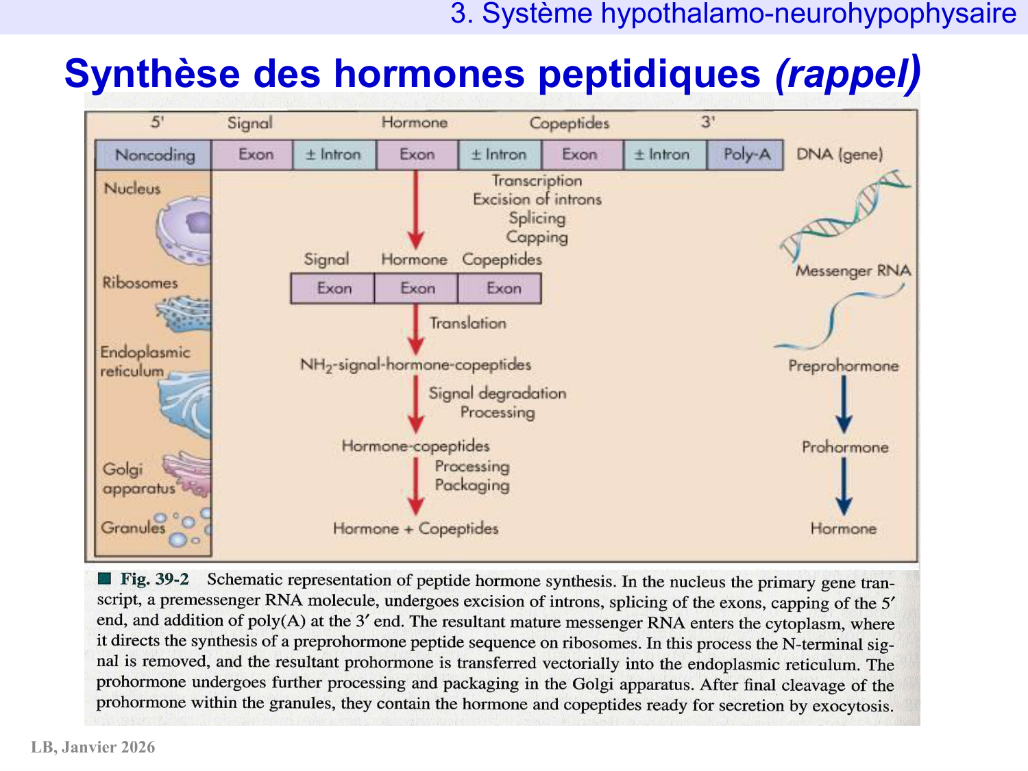 Système hypothalamo-hypophysaire page 31