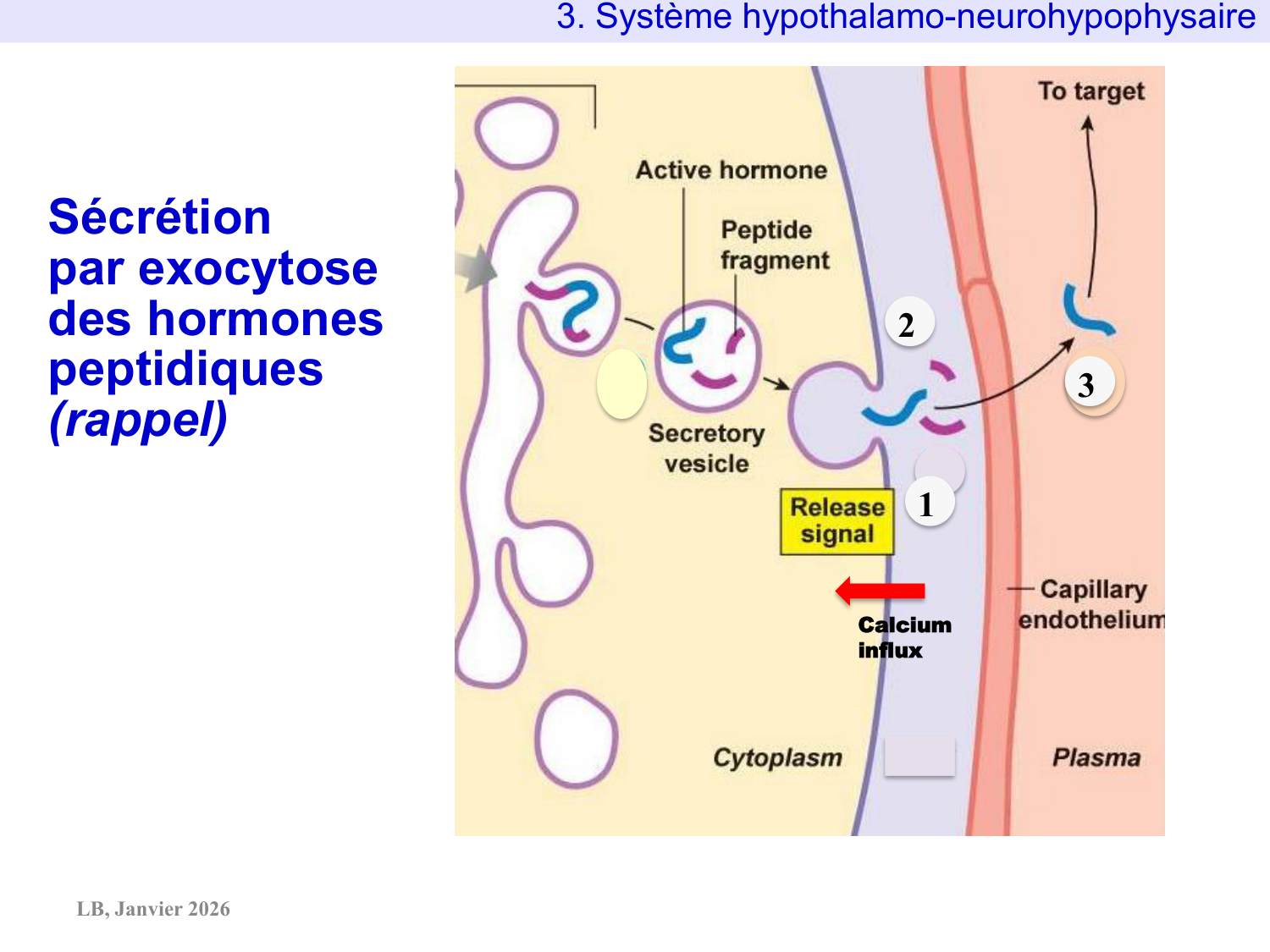 Système hypothalamo-hypophysaire page 32