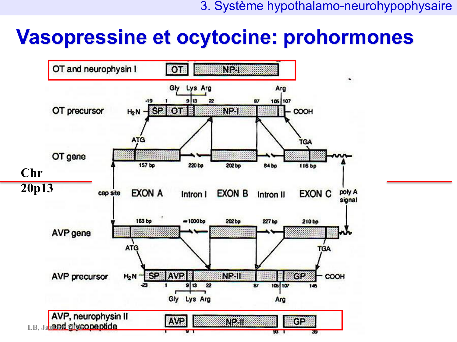 Système hypothalamo-hypophysaire page 33