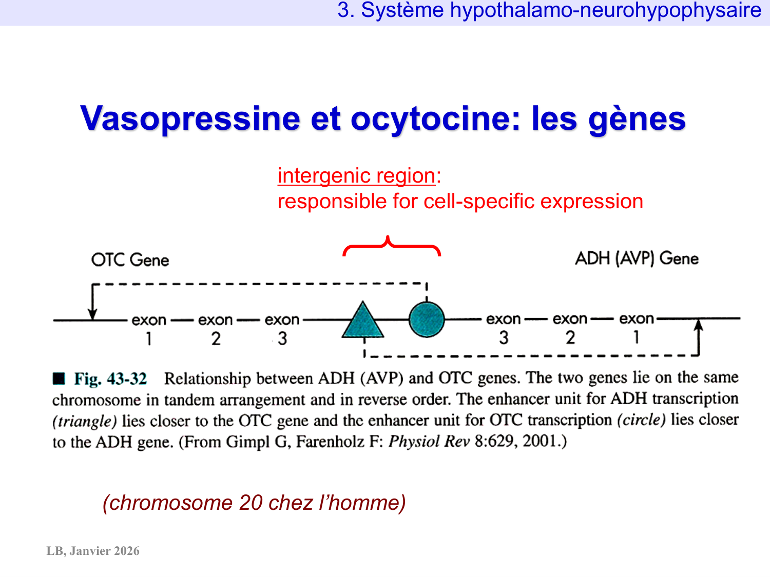Système hypothalamo-hypophysaire page 34