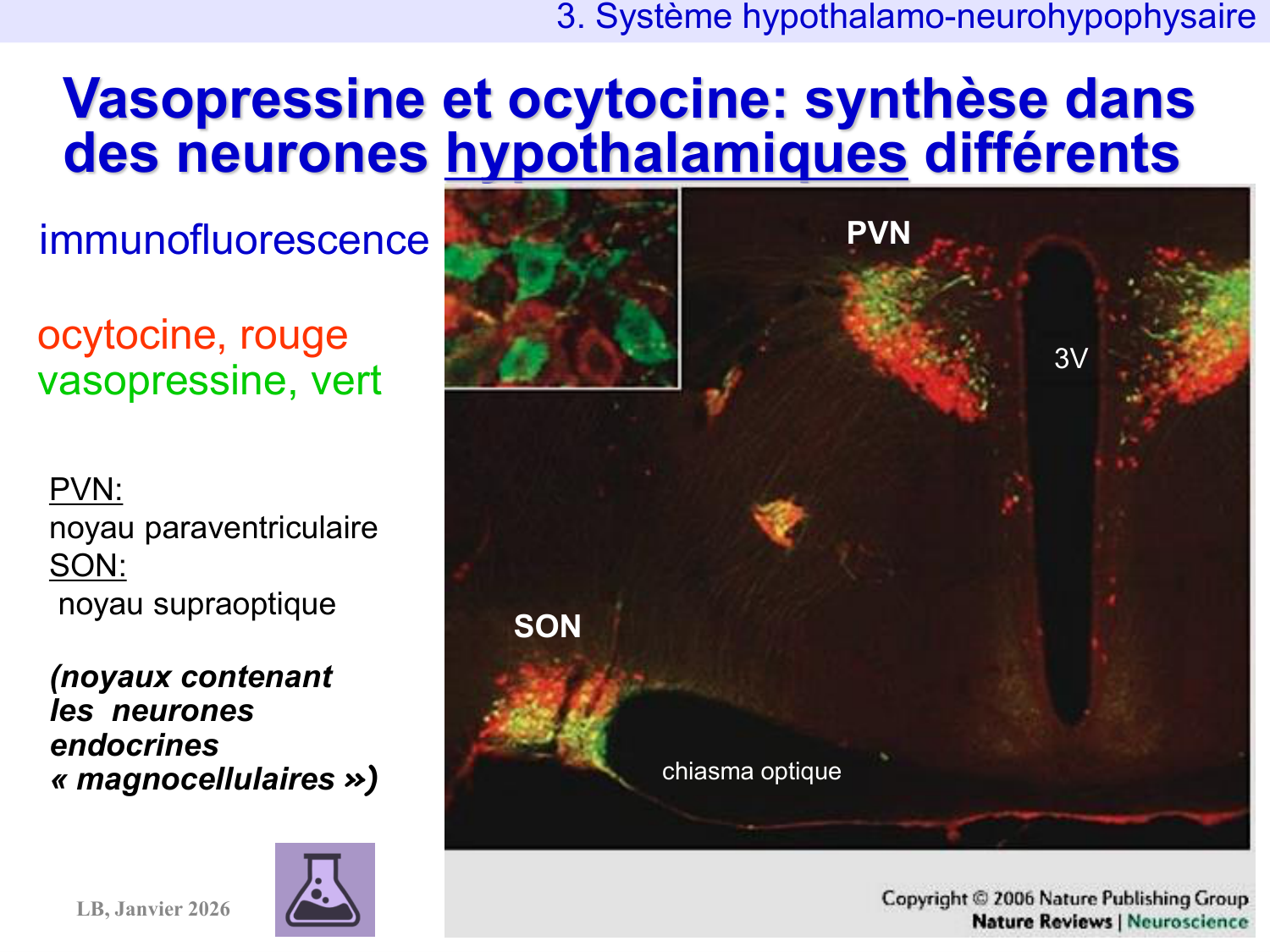 Système hypothalamo-hypophysaire page 35