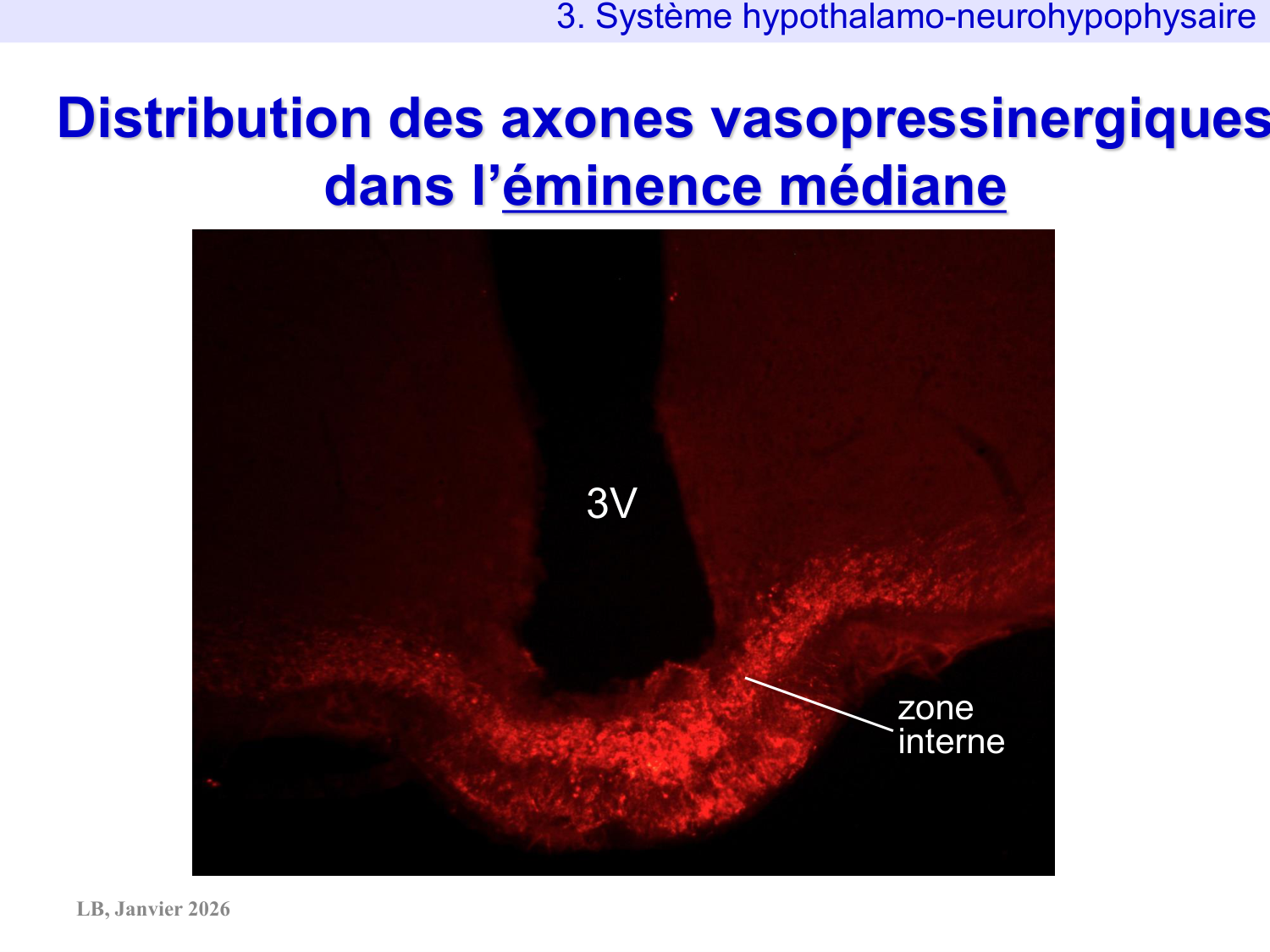 Système hypothalamo-hypophysaire page 36