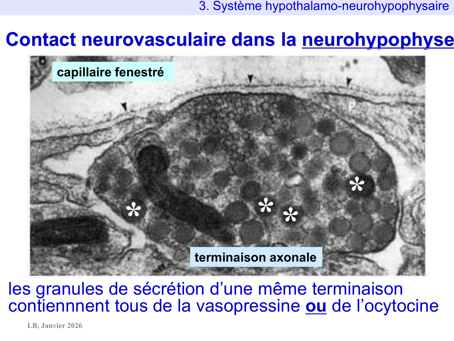 Système hypothalamo-hypophysaire page 37
