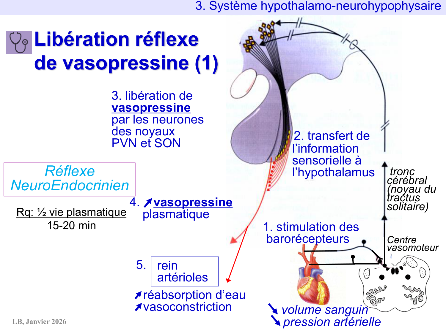 Système hypothalamo-hypophysaire page 39