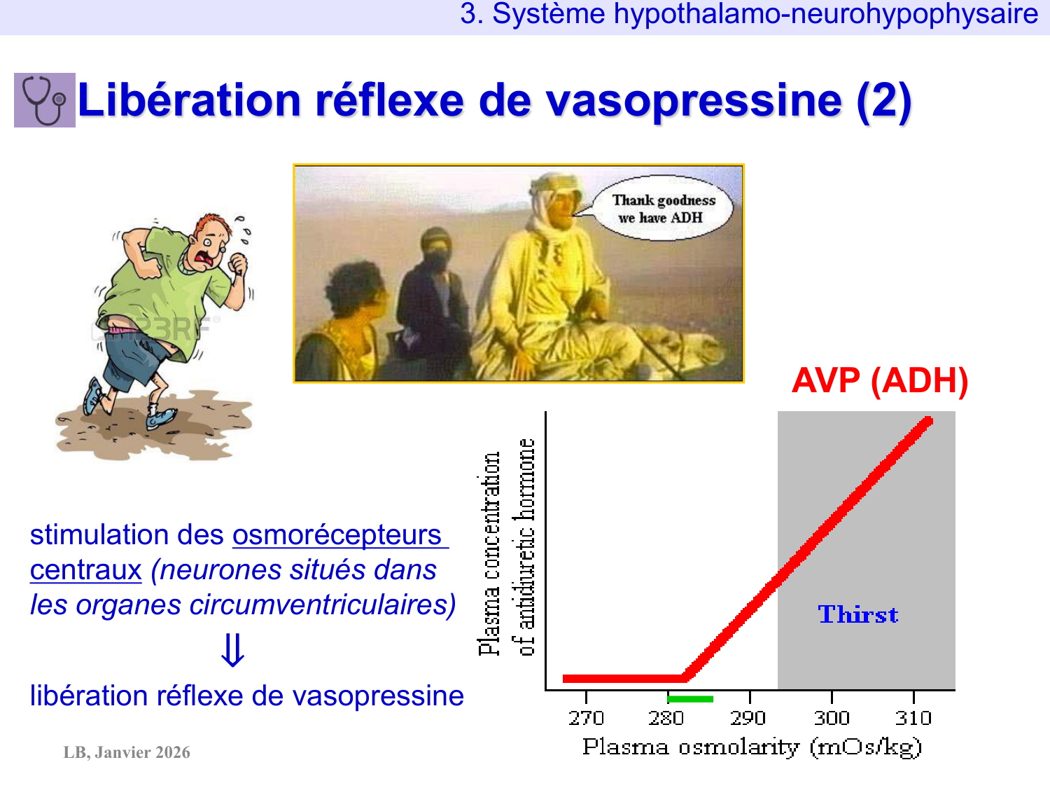 Système hypothalamo-hypophysaire page 40