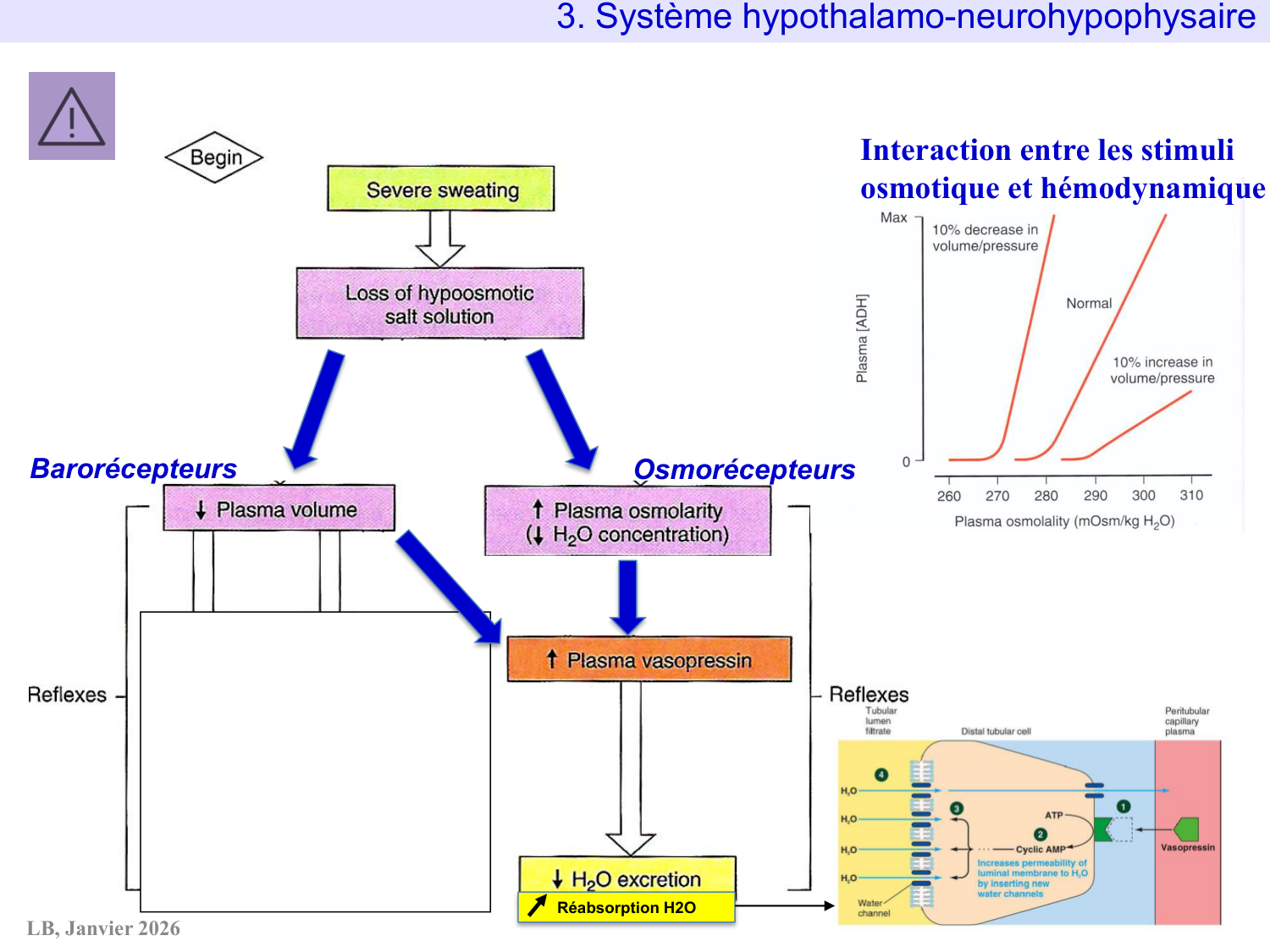 Système hypothalamo-hypophysaire page 41