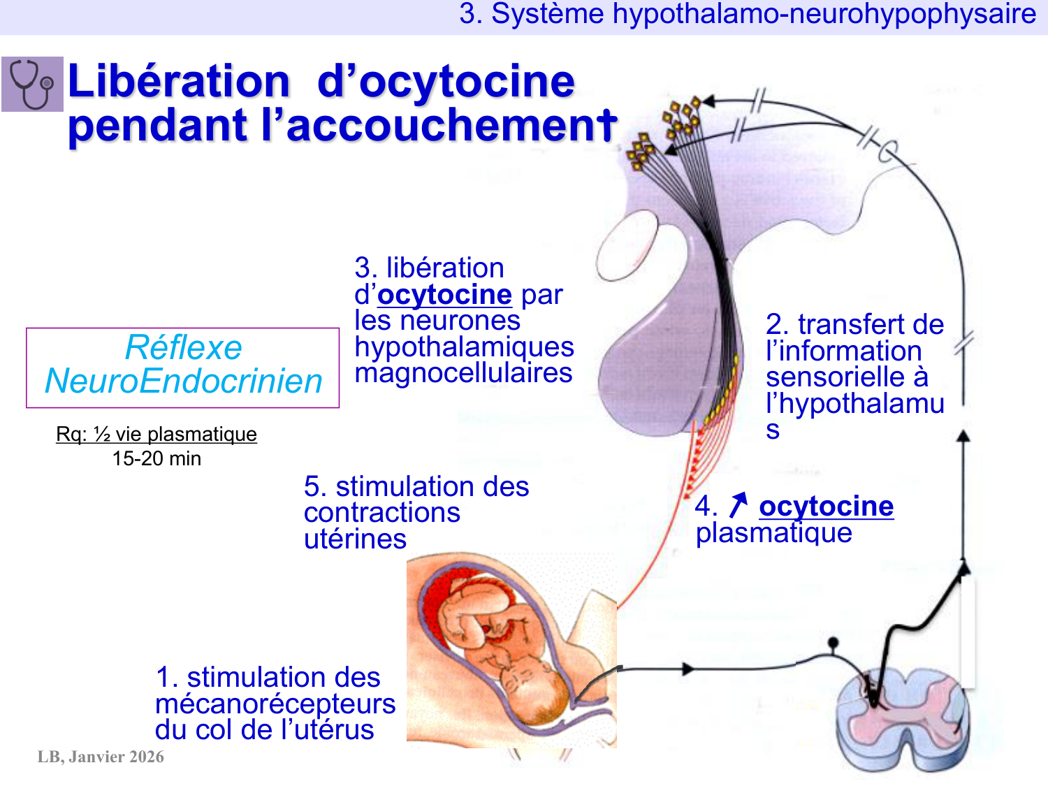 Système hypothalamo-hypophysaire page 43
