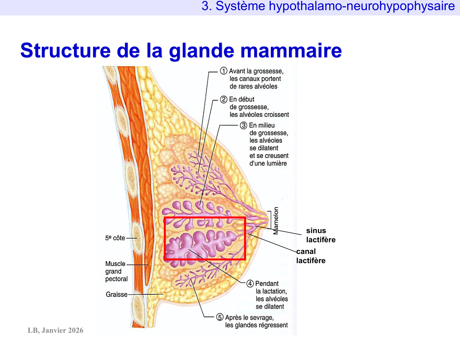 Système hypothalamo-hypophysaire page 45