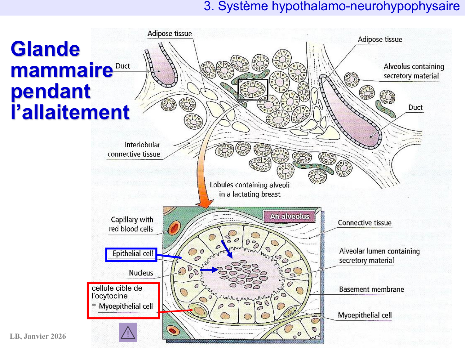 Système hypothalamo-hypophysaire page 46