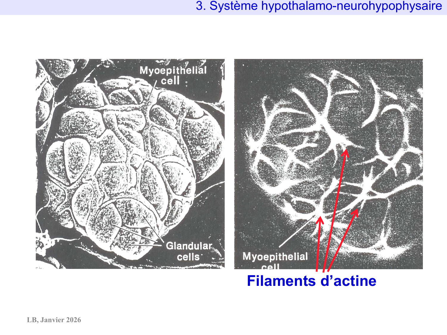 Système hypothalamo-hypophysaire page 47