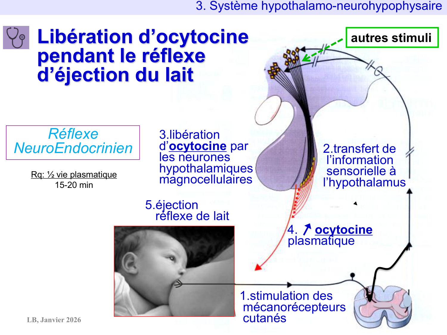 Système hypothalamo-hypophysaire page 48